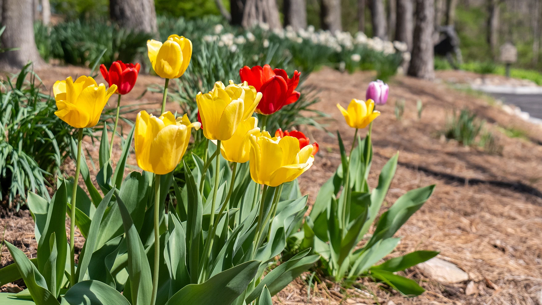 Spring Into Your Finances: A Mid-Year Financial Reset